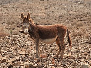 a rust-coloured donkey in a barren rocky brown landscape