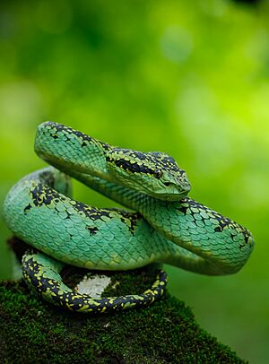 Malabar Pit Viper GM