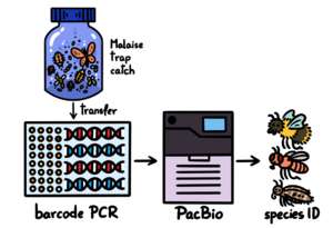 Megabarcoding