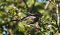 Melaniparus niger xanthostomus, Pilanesberg NP, South Africa 3