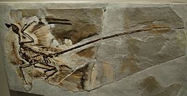 Microraptor fossil1