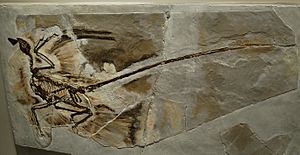 Microraptor fossil1