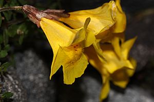 Mimulus tilingii 8448.JPG