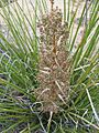 Nolina greenei fh 0523.27 NM. In New Mexico