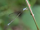 Northern wiretail (female) 4087