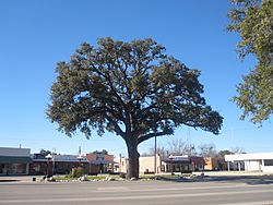 Giant oak tree in Downtown Pleasanton across from "Mr. Cowboy" sculpture