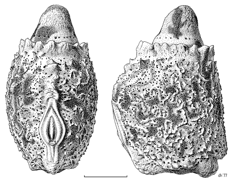 PHAS Phasmidae Pseudoclitarchus senta egg1