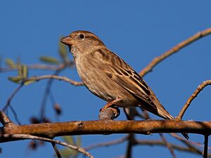 Passer hispaniolensis -Canary Islands, Spain -female-8 (1)