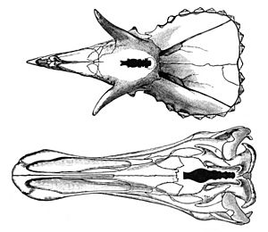 Pasta - triceratops brain