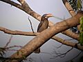 Penelopides manillae -Luzon Tarictic Hornbill-8