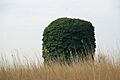 Pettingell's Drainage Mill - geograph.org.uk - 813080