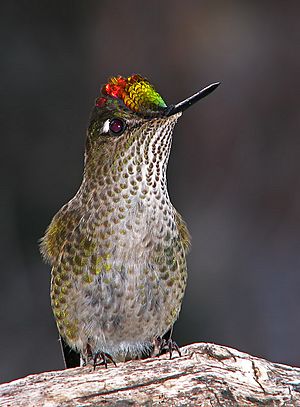 Picaflor colibri rubi.jpg