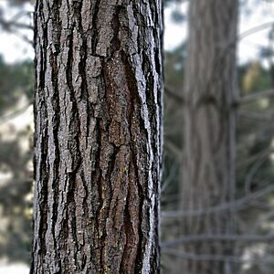 Pine bark
