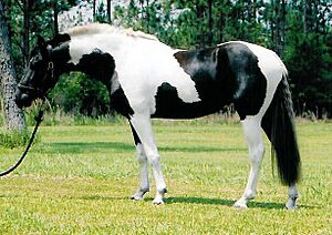 Pinto sport horse mare