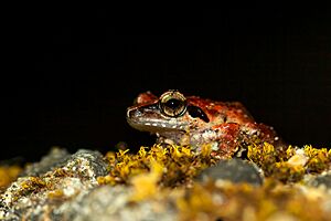 Pseudophilautus wynaadensis,Or Waynad bush frog.jpg