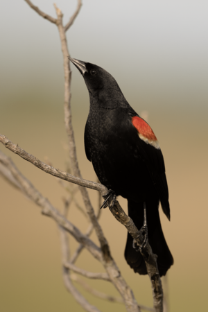 Red-Winged Blackbird