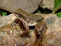 Rheobates palmatus
