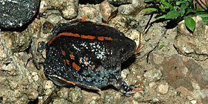 Rhinophrynus dorsalis, Burrowing Toad, Tamaulipas