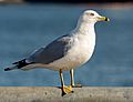 Ring-billed gull in Red Hook (42799)