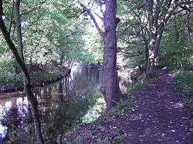 River Don in Beeley Wood