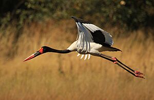 Saddle-billed Stork in flight