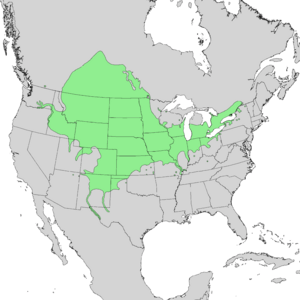 Salix amygdaloides range map 1.png