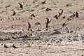 Sandgrouse flock