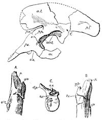 Sarcosaurus woodi.jpg