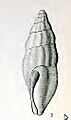 Scrinium impendens 001