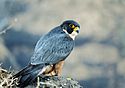 Shaheen falcon