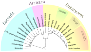 Simplified tree