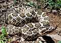 Sistrurus-catenatus-edwardsii CDC-small