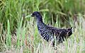 Spotted Rail