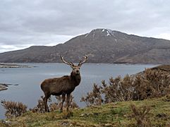 Stag at Loch Quoich - geograph.org.uk - 1805611