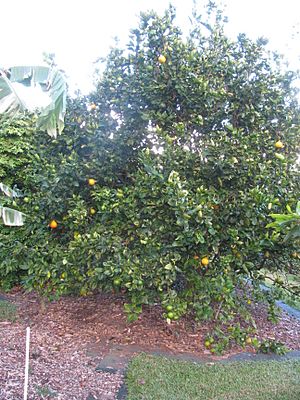 Tangelo Facts for Kids