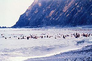 Steller sea lions on middleton island 1978