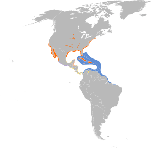 Sternula antillarum map.svg