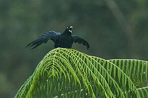 Subtropical Cacique - Ecuador S4E4215 (23261171034)