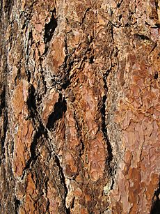 Sugar Pine Bark