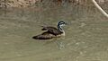 Sungrebe (Heliornis fulica) (5818992107)