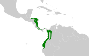 Synallaxis brachyura map.svg