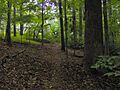 Tall-timbers-trail-norris-tn1