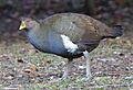 Tasmanian Nativehen (Gallinula mortierii) - Mt Field National Park