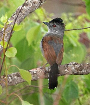 Thamnophilus torquatus - Rufous-winged antshrike.JPG