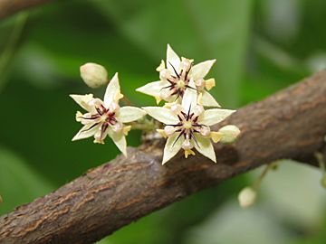 Theobroma cacao flowers at Kunnathurpadi (5)