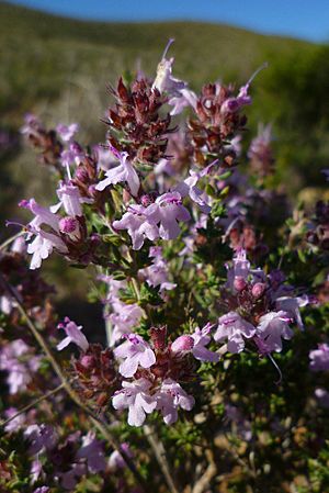 Thymus hiemalis790.jpg