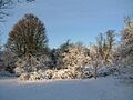 Trees on a snowy Norton Common - geograph.org.uk - 404206