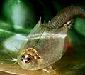 Triops longicaudatus2