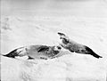 Two crab-eater seals on the ice, Weddell Sea (4792722735)