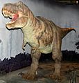 Tyrannosaurus model at NHM